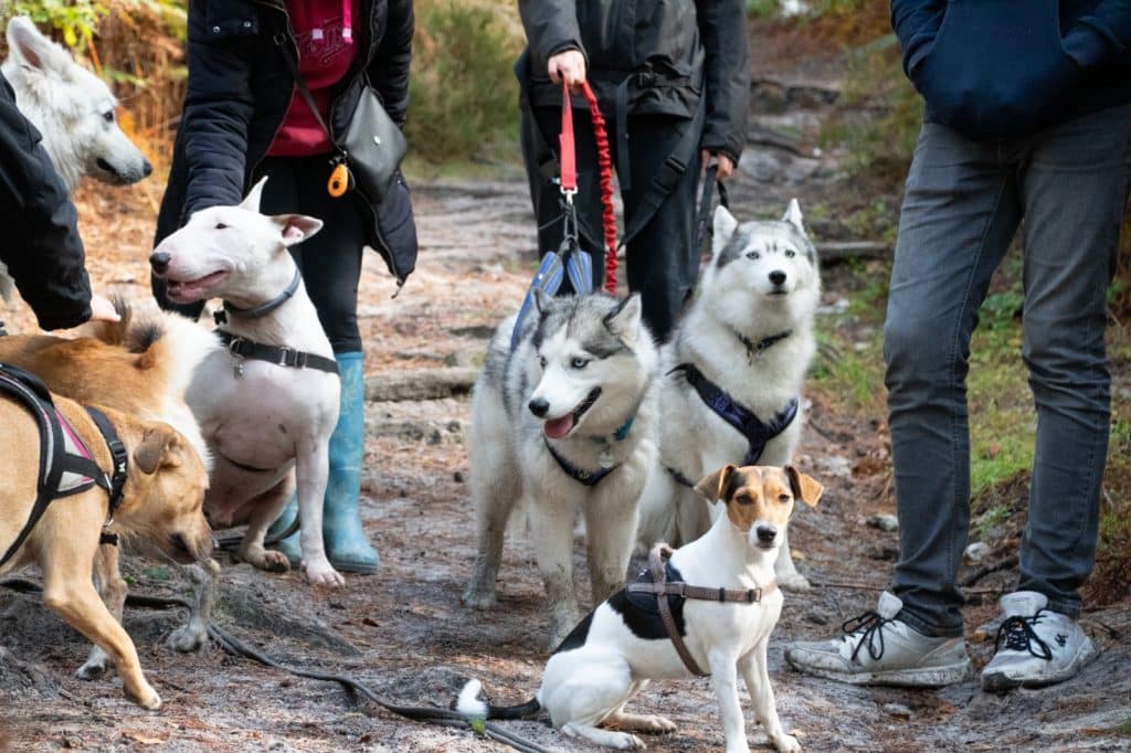 Quelle race de chien choisir ? EDUCHIEN YVELINES Alexis BONNARANG Éducateur canin Quelle race de chien choisir ? EDUCHIEN YVELINES Alexis BONNARANG Éducateur canin