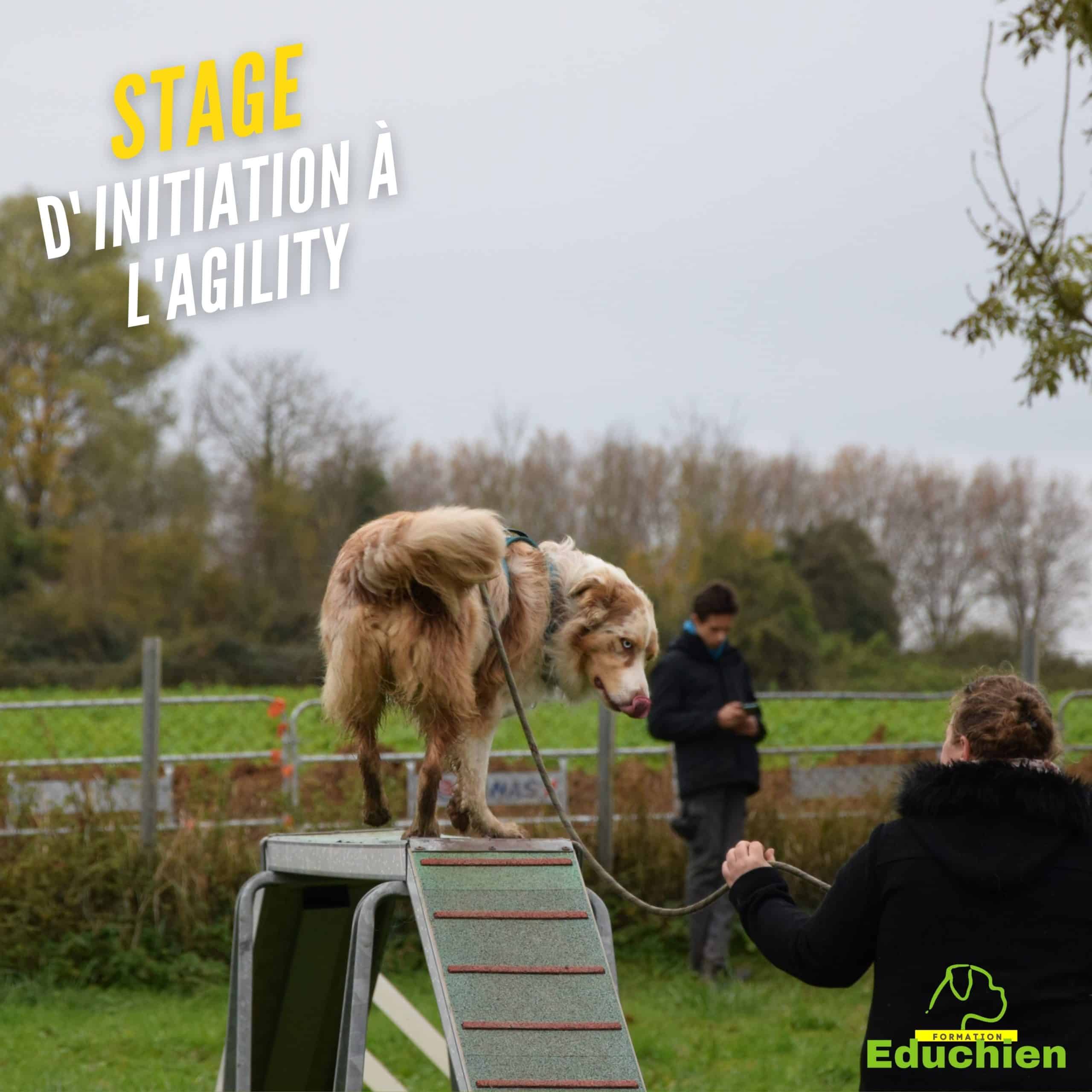 educhien78 educhien formation stage canin formation canine Yvelines 78 île-de-france education canine educateur canin Agility recherche olfactive Alexis bonnarang rééducation réactivité congénères