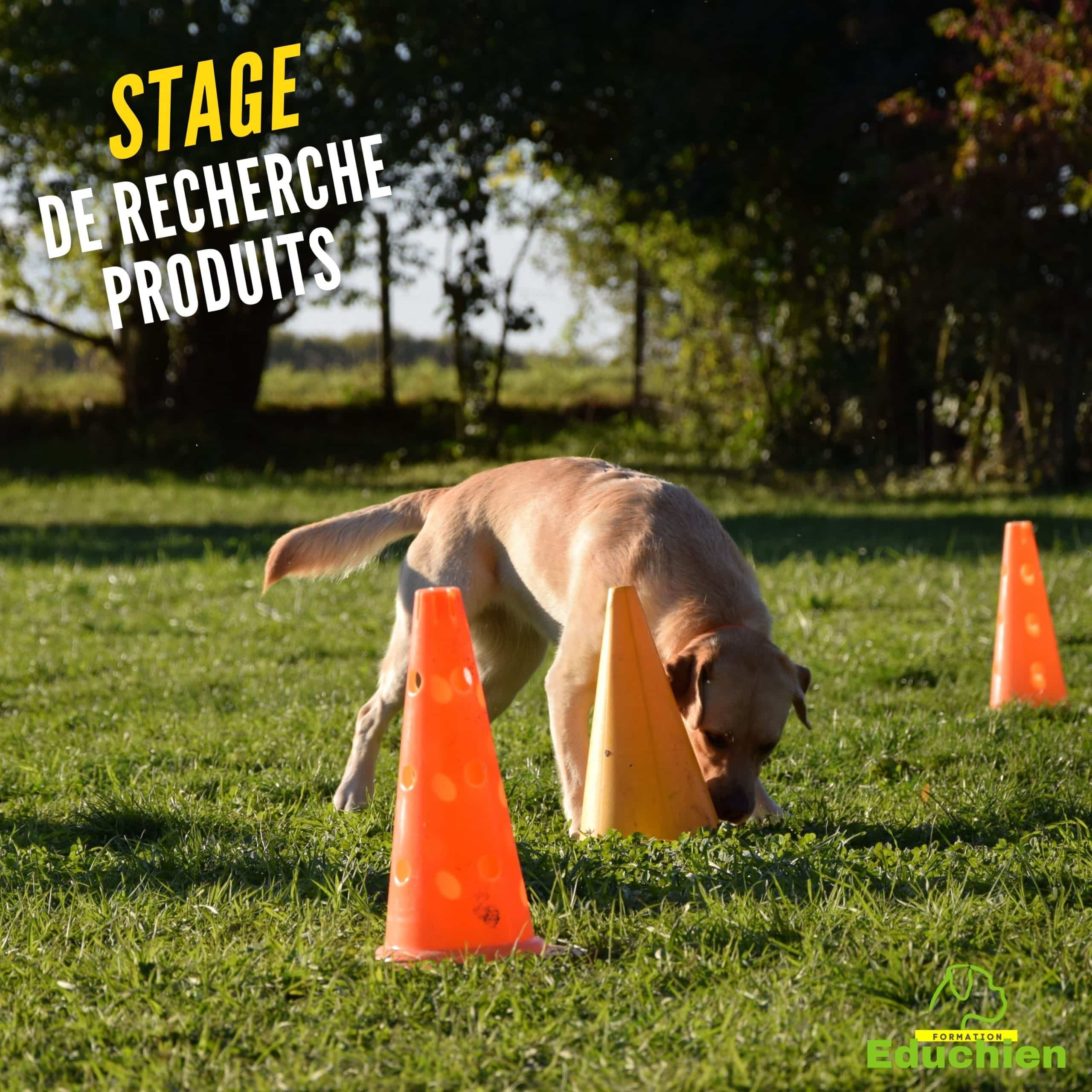 educhien78 educhien formation stage canin formation canine Yvelines 78 île-de-france education canine educateur canin Agility recherche olfactive Alexis bonnarang rééducation réactivité congénères