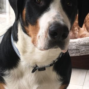 avis client alexis bonnarang educateur canin comportementaliste yvelines dressage dresseur chien chiot stage canin formation educhien canine leader des yvelines