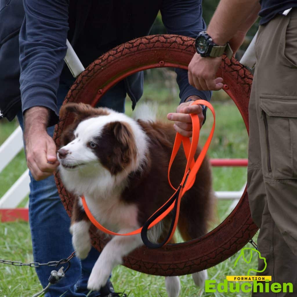 Stage & formation canine Yvelines 78 île-de-france initiation agility EDUCHIEN78 EDUCHIEN FORMATION education canine dogtraining Alexis bonnarang