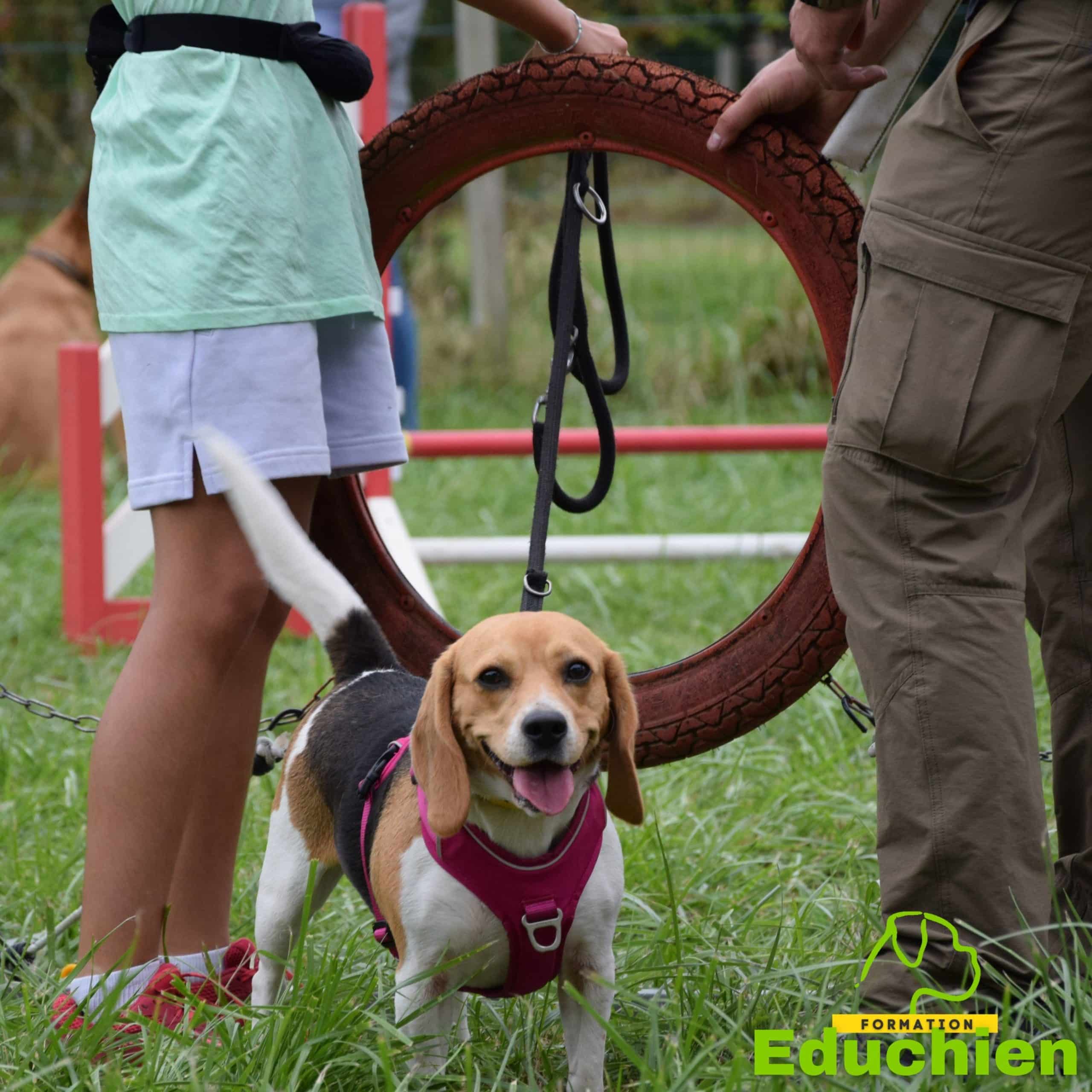 Stage & formation canine Yvelines 78 île-de-france initiation agility EDUCHIEN78 EDUCHIEN FORMATION education canine dogtraining Alexis bonnarang jouars-pontchartrain Plaisir Rambouillet Versailles Marly-le-roi