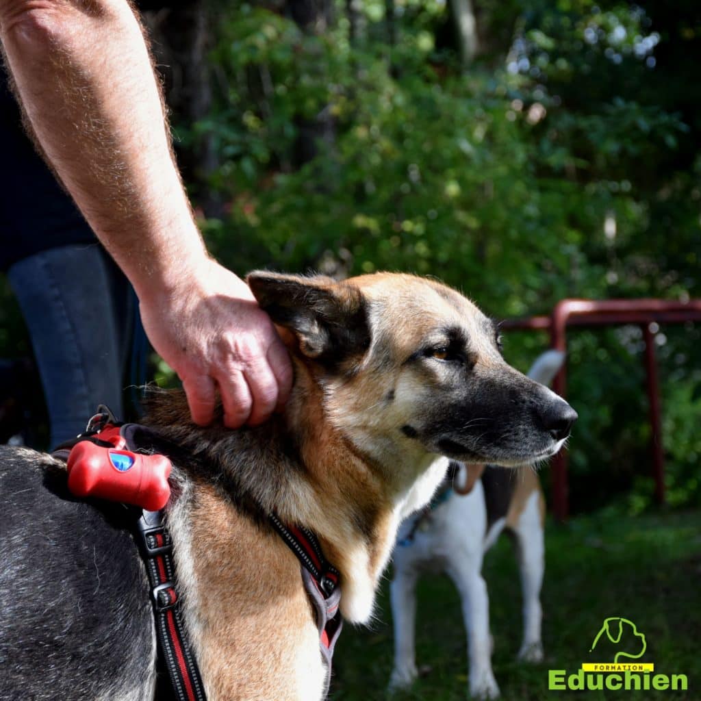 Stage intensif education canine Yvelines 78 île-de-france Alexis bonnarang Educateur canin comportementaliste Education canine Dressage chien chiot education du chiot Formation educateur canin le métier d'éducateur canin club canin de la plaine de jouars Educhien formation journée de stage et de formation canine