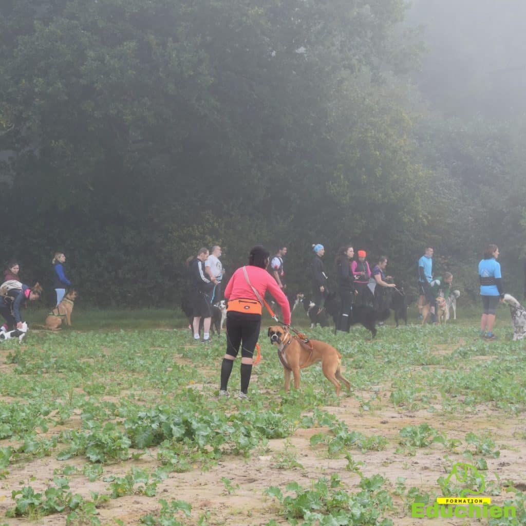 Canicross Educhien78 Education canine yvelines course canine club canin de la plaine de jouars Yvelines 78 île-de-france formation educateur canin formation chiot en ligne educhien formation comportementaliste canin dog training Alexis Bonnarang