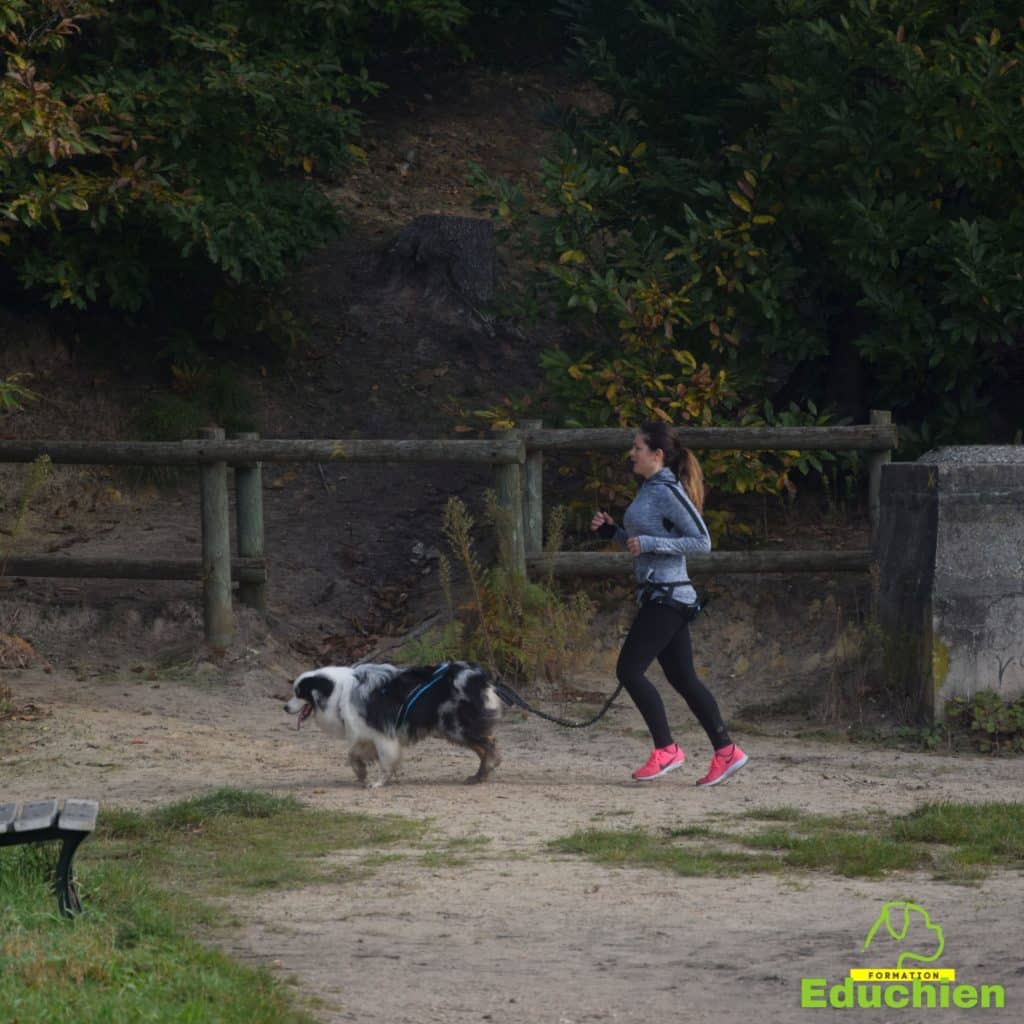 Canicross Educhien78 Education canine yvelines course canine club canin de la plaine de jouars Yvelines 78 île-de-france formation educateur canin formation chiot en ligne educhien formation comportementaliste canin dog training Alexis Bonnarang