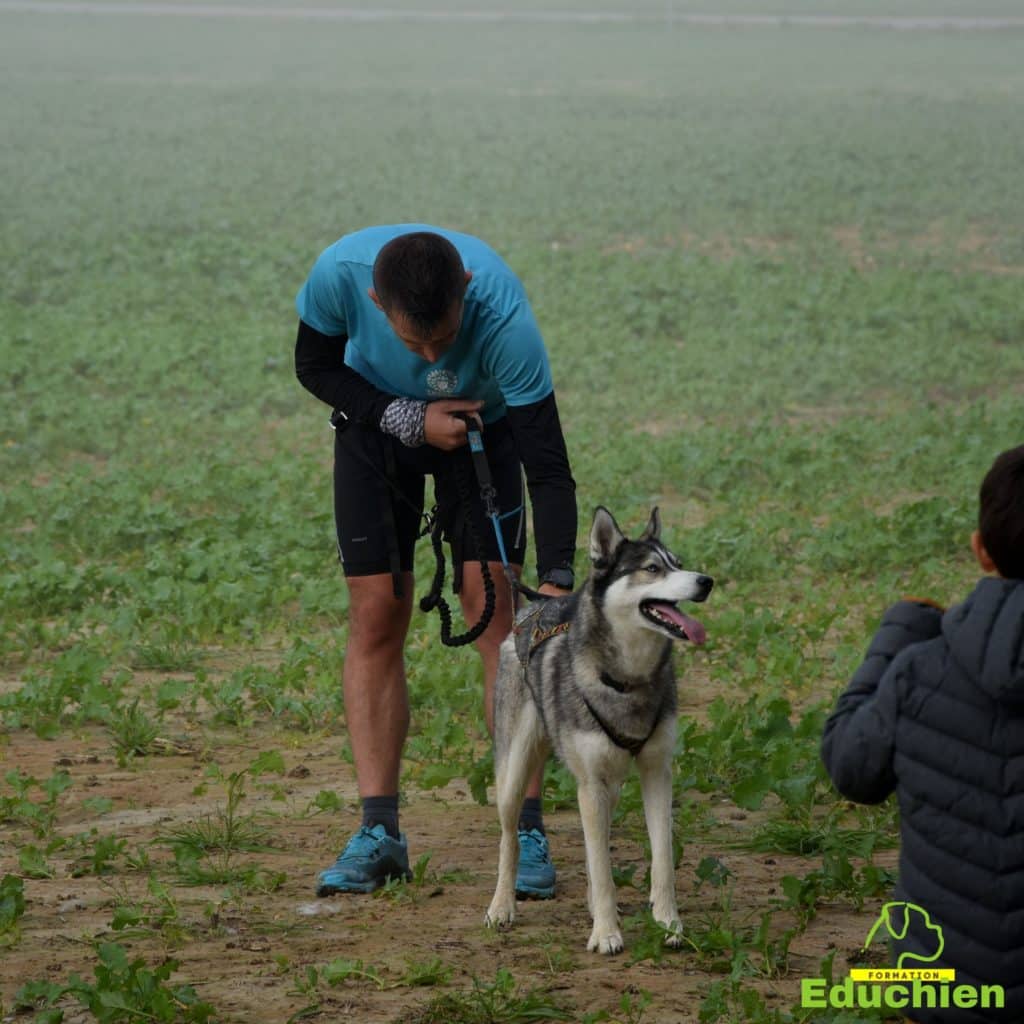 Canicross Educhien78 Education canine yvelines course canine club canin de la plaine de jouars Yvelines 78 île-de-france formation educateur canin formation chiot en ligne educhien formation comportementaliste canin dog training Alexis Bonnarang