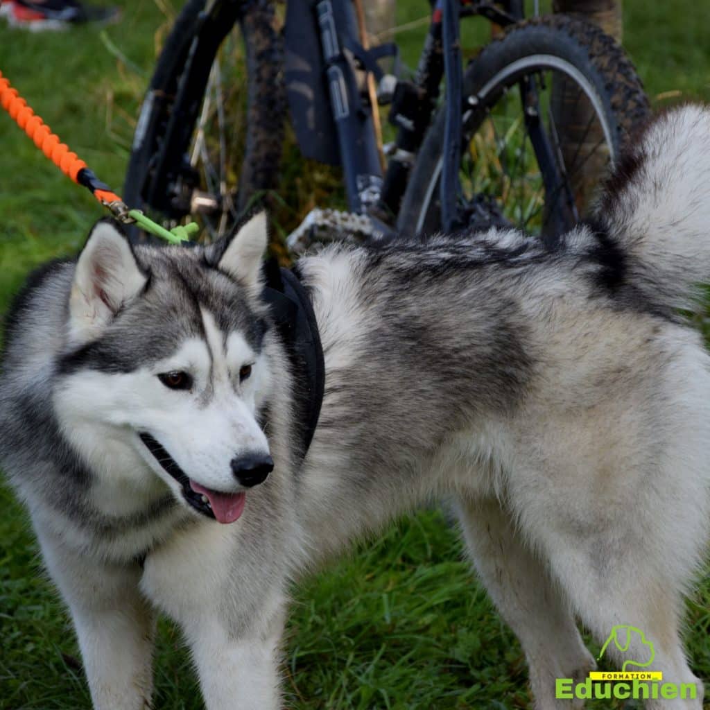 Canicross Educhien78 Education canine yvelines course canine club canin de la plaine de jouars Yvelines 78 île-de-france formation educateur canin formation chiot en ligne educhien formation comportementaliste canin dog training Alexis Bonnarang