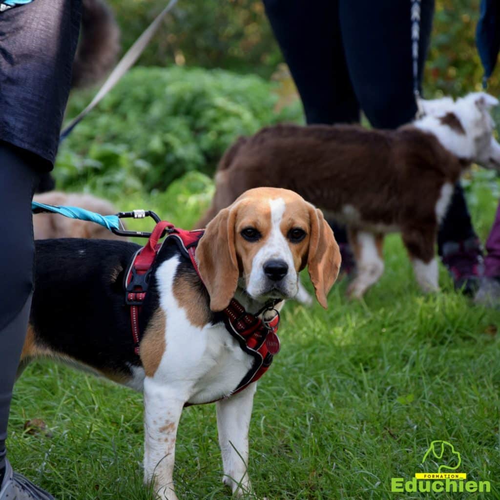 Canicross Educhien78 Education canine yvelines course canine club canin de la plaine de jouars Yvelines 78 île-de-france formation educateur canin formation chiot en ligne educhien formation comportementaliste canin dog training Alexis Bonnarang