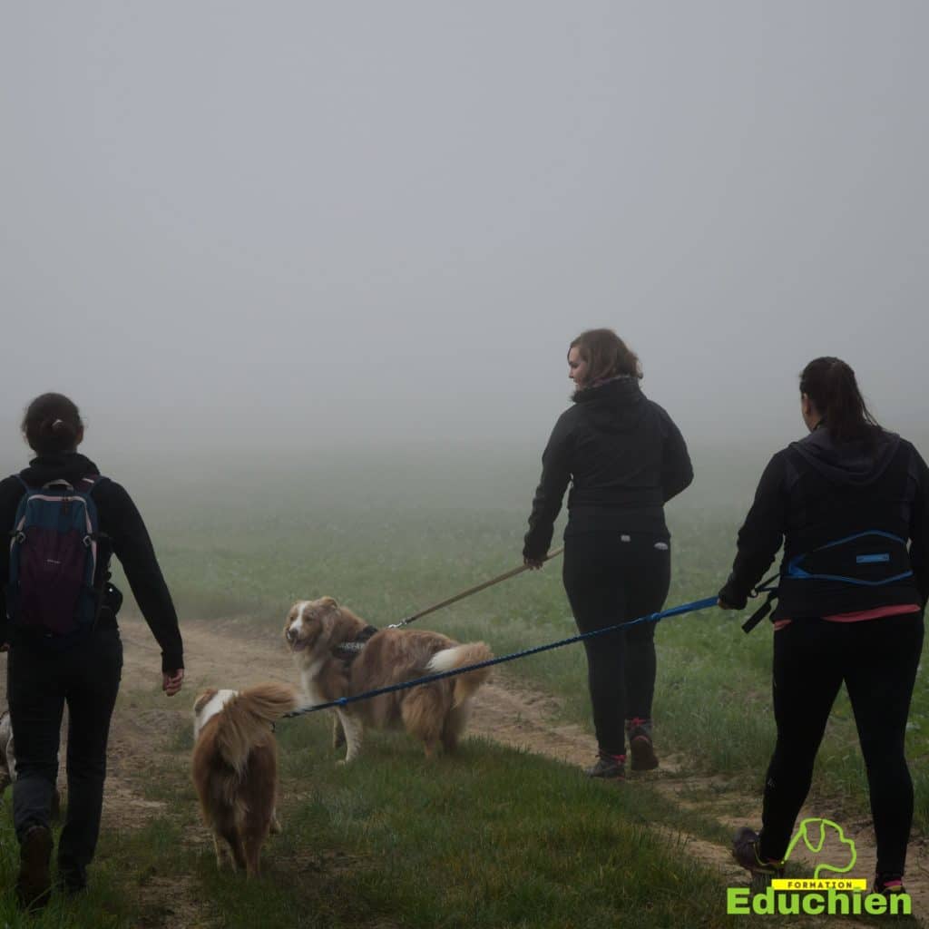 Canicross Educhien78 Education canine yvelines course canine club canin de la plaine de jouars Yvelines 78 île-de-france formation educateur canin formation chiot en ligne educhien formation comportementaliste canin dog training Alexis Bonnarang