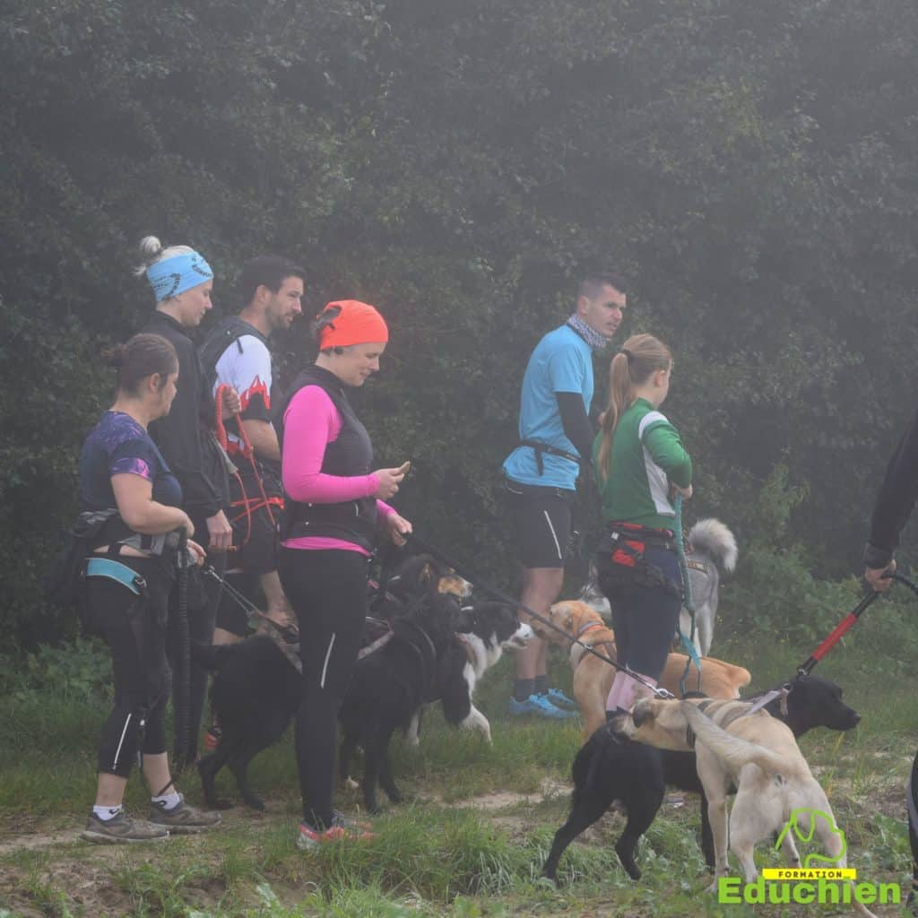 Canicross Educhien78 Education canine yvelines course canine club canin de la plaine de jouars Yvelines 78 île-de-france formation educateur canin formation chiot en ligne educhien formation comportementaliste canin dog training Alexis Bonnarang