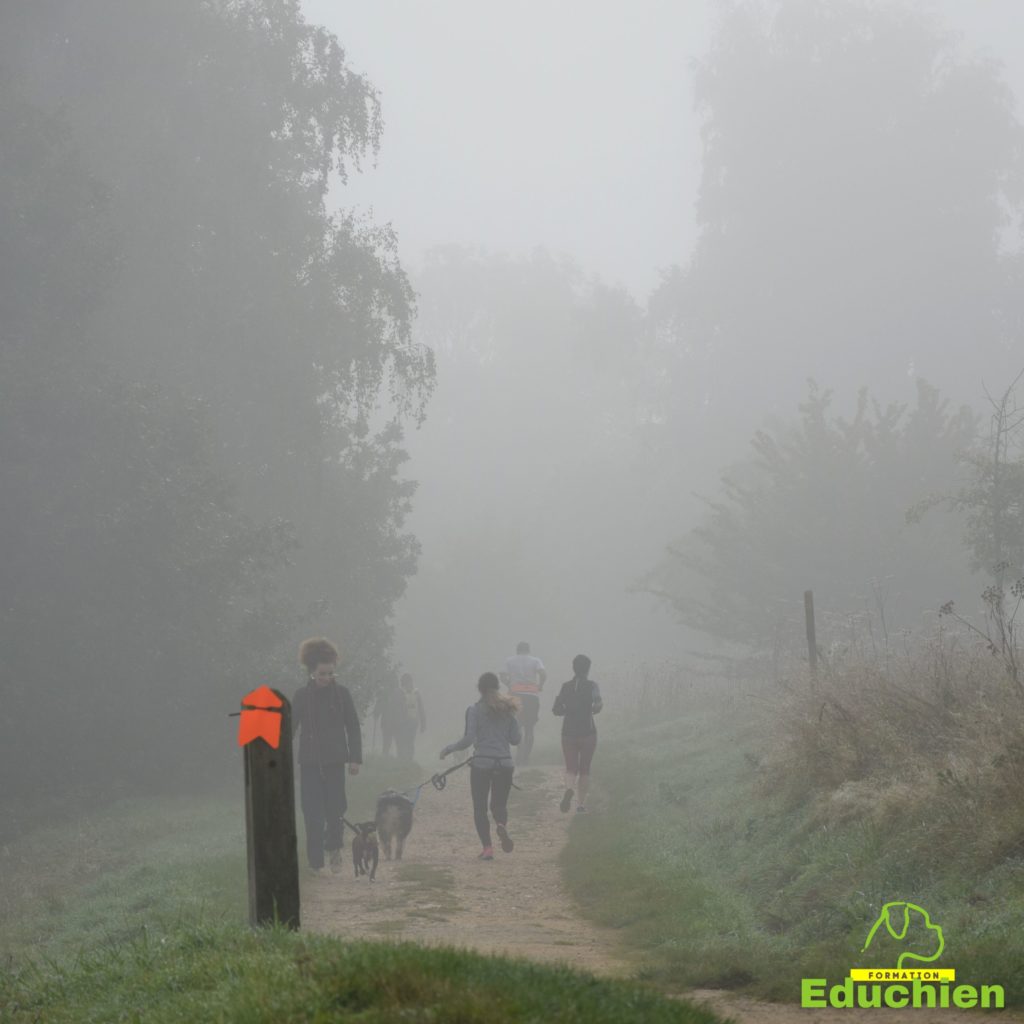 Canicross Educhien78 Education canine yvelines course canine club canin de la plaine de jouars Yvelines 78 île-de-france formation educateur canin formation chiot en ligne educhien formation comportementaliste canin dog training Alexis Bonnarang