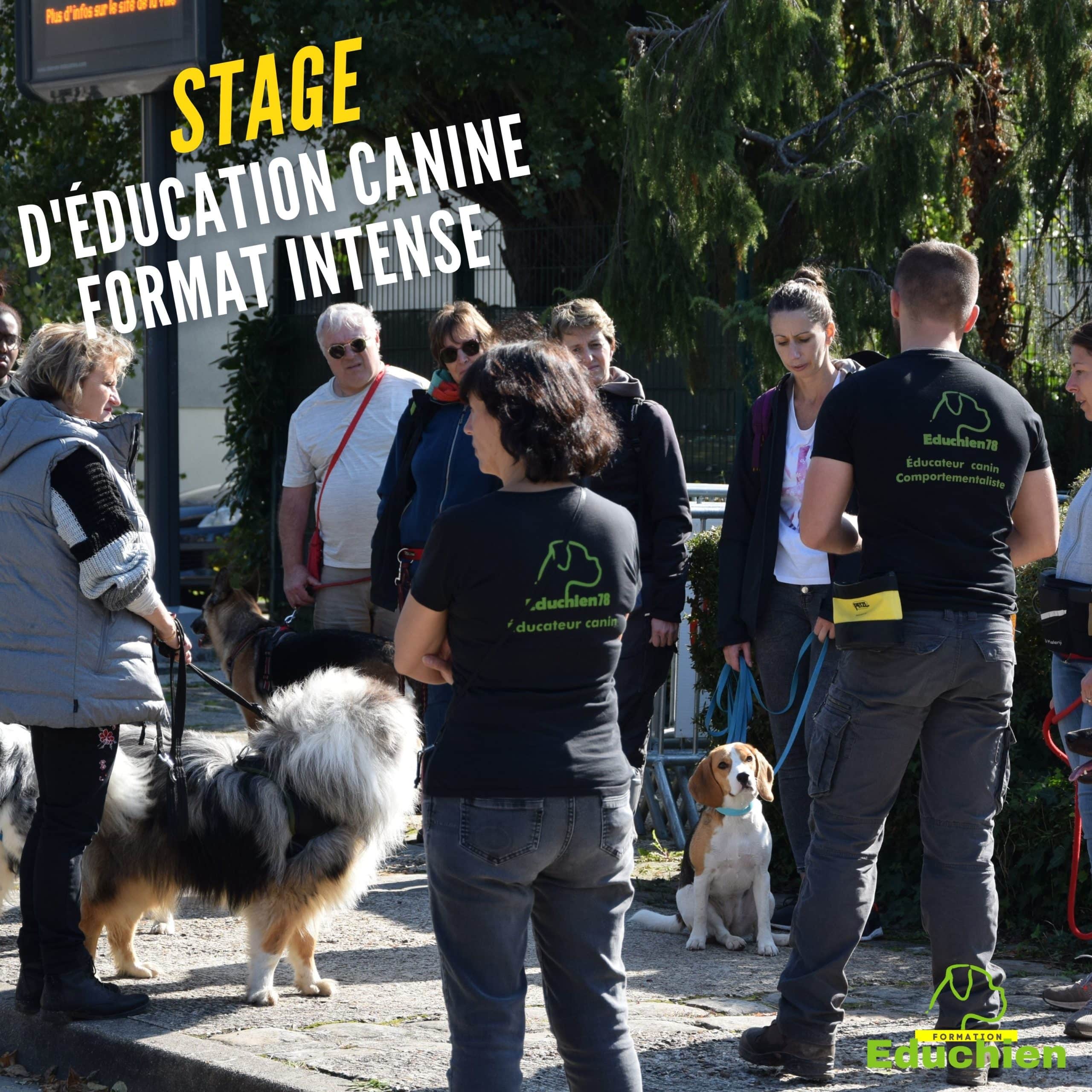 formation canine stage canin Educhien78 educhien formation Alexis bonnarang educateur canin comportementaliste chien chiot education positive club canin Yvelines 78 île-de-france dressage dresseur devenir educateur canin métier comprendre son chien formation particuliers formation en salle education canine format intense