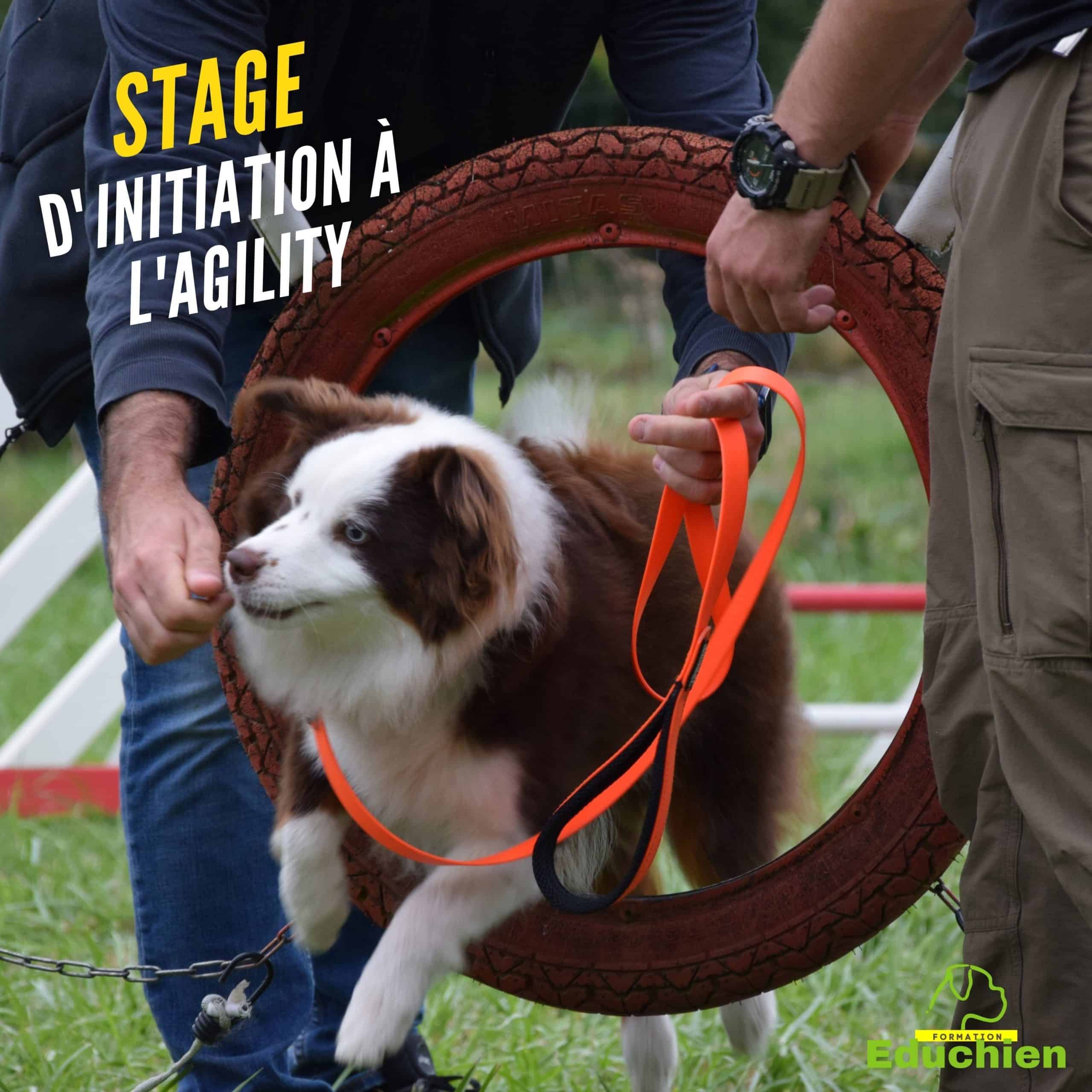 formation canine stage canin Educhien78 educhien formation Alexis bonnarang educateur canin comportementaliste chien chiot education positive club canin Yvelines 78 île-de-france dressage dresseur devenir educateur canin métier comprendre son chien formation particuliers formation en salle Agility dogtraining