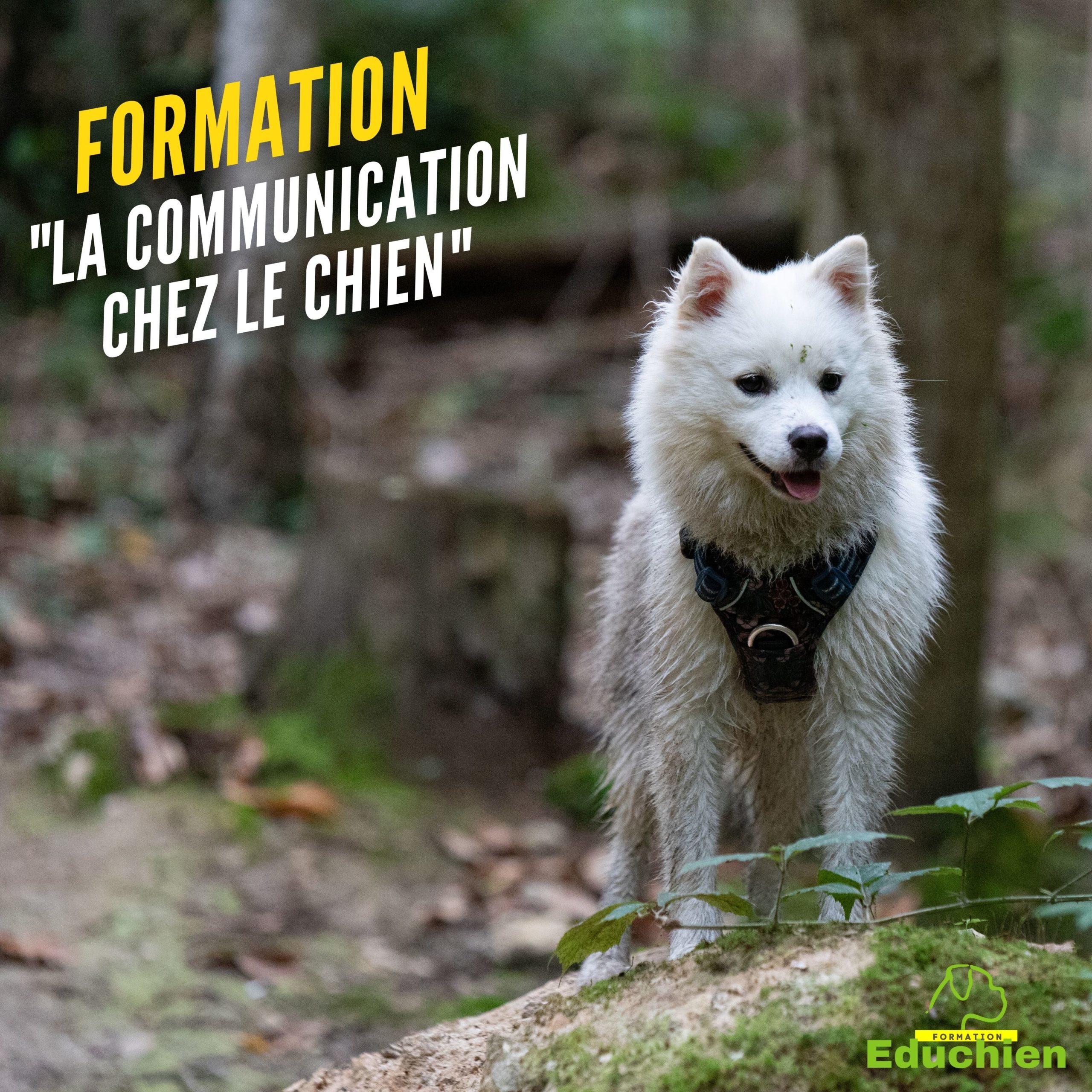 formation canine stage canin Educhien78 educhien formation Alexis bonnarang educateur canin comportementaliste chien chiot education positive club canin Yvelines 78 île-de-france dressage dresseur devenir educateur canin métier comprendre son chien formation particuliers formation en salle