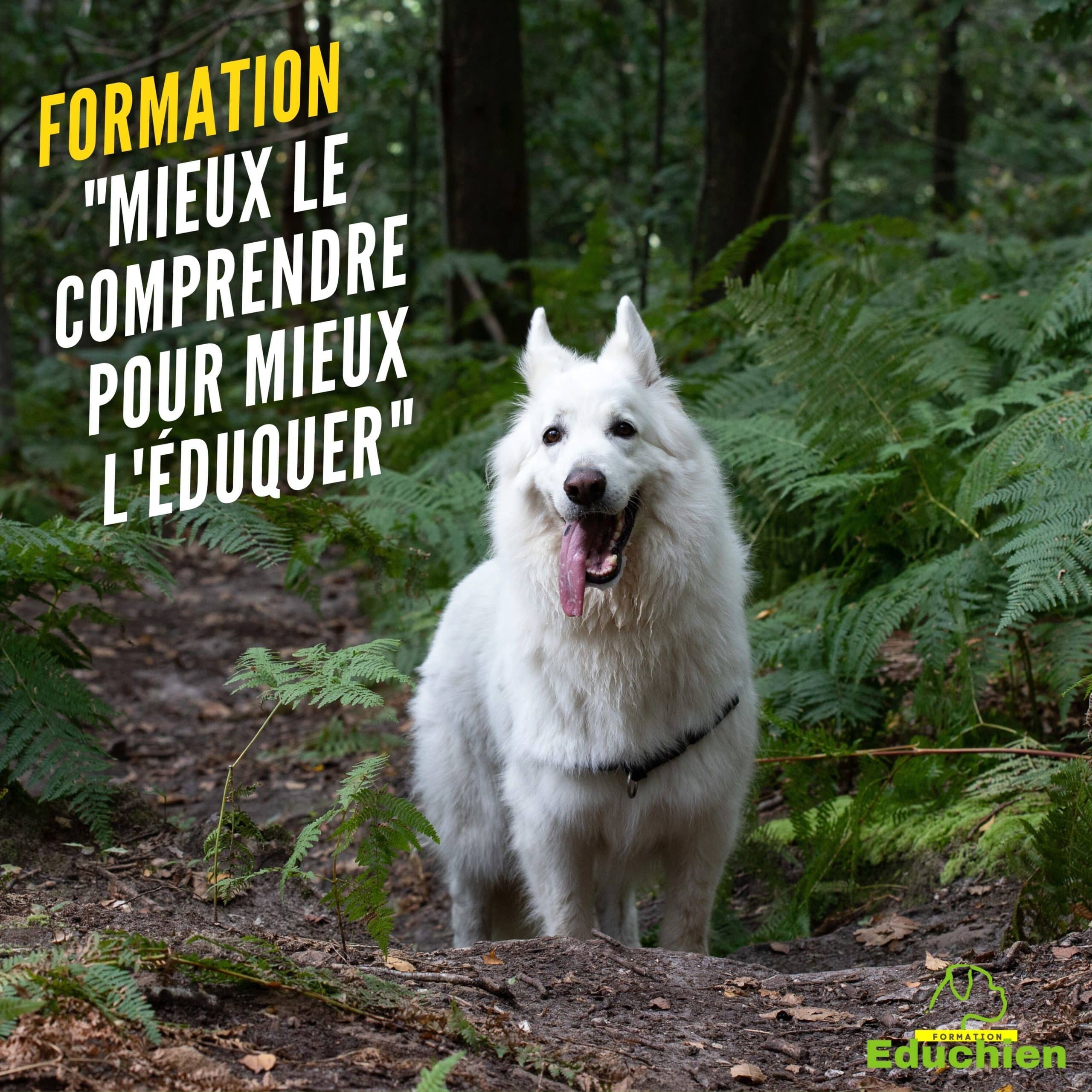 formation canine stage canin Educhien78 educhien formation Alexis bonnarang educateur canin comportementaliste chien chiot education positive club canin Yvelines 78 île-de-france dressage dresseur devenir educateur canin métier comprendre son chien formation particuliers formation en salle