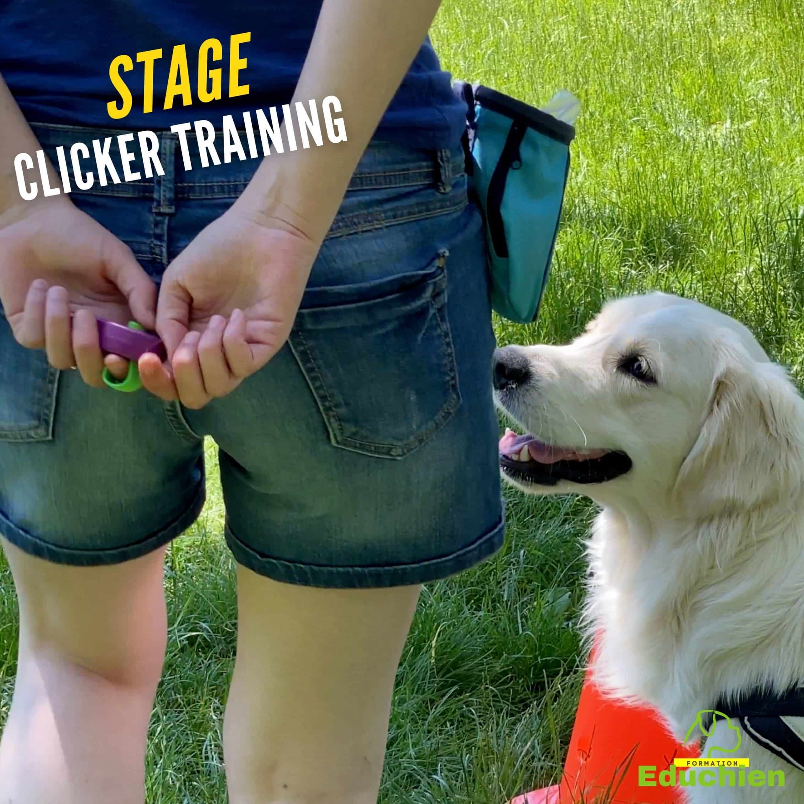 Stage clicker training targeting shaping Educhien78 educhien formation education canine activité canine dressage dresseur club canin de la plaine de jouars Alexis bonnarang