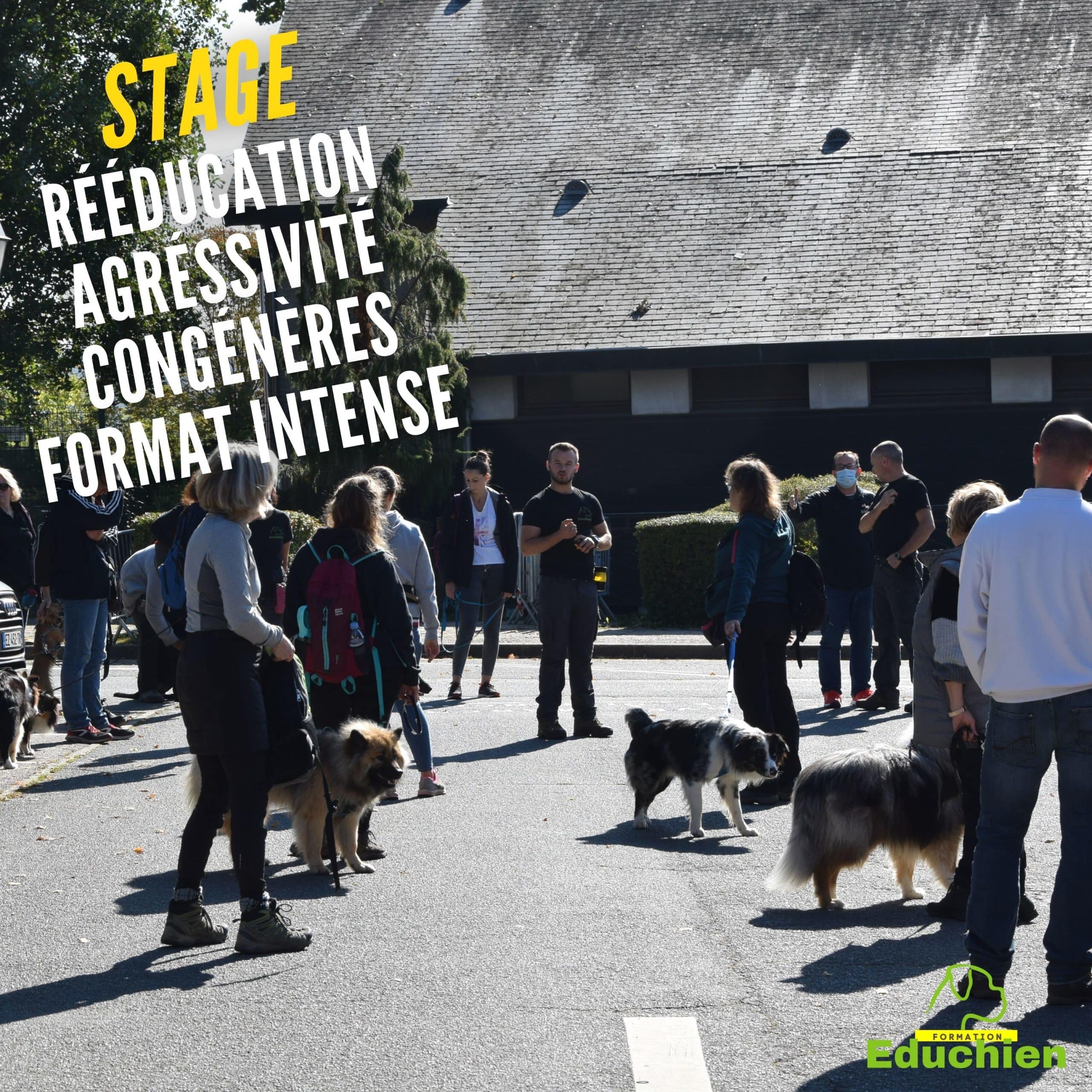 formation canine stage canin Educhien78 educhien formation Alexis bonnarang educateur canin comportementaliste chien chiot education positive club canin Yvelines 78 île-de-france dressage dresseur devenir educateur canin métier comprendre son chien formation particuliers formation en salle education canine format intense