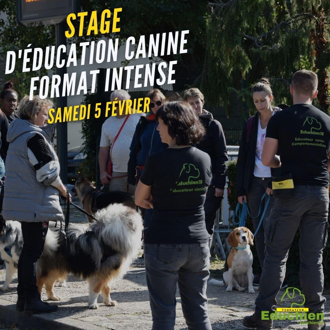 stage d'éducation canine EDUCHIEN FORMATION format intense Yvelines 78 île-de-france education chien education canine educateur canin Educhien78
