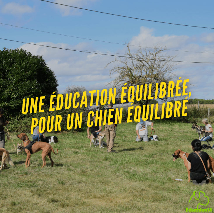 Une éducation équilibrée, pour un chien équilibré Educhien78 educhien formation education canine educateur cani Yvelines 78 île-de-france France club canin formations canines stages canins éducation naturelle chien éducation positive chien