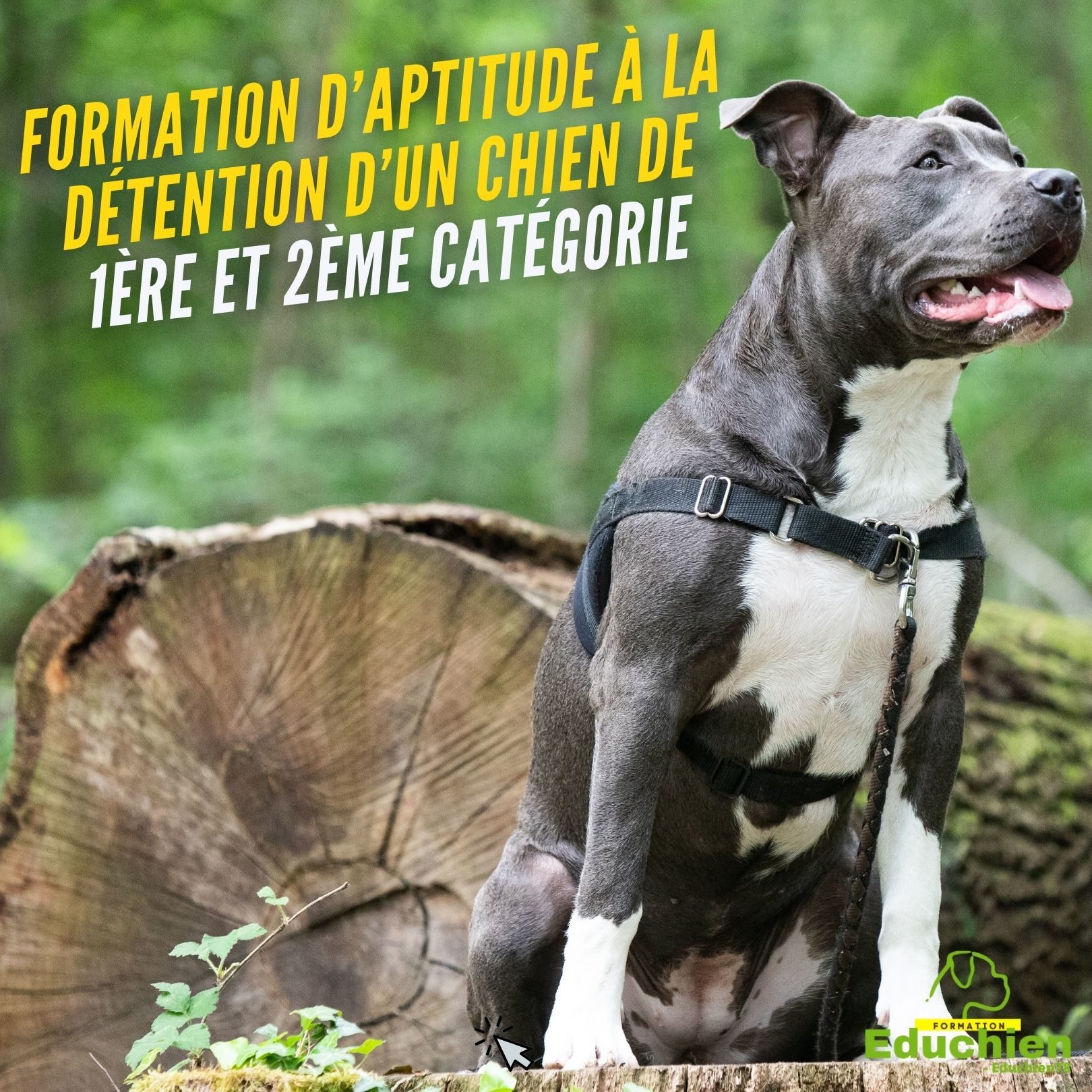 Formation d’aptitude à la détention d’un chien catégorisé educhien78 educhien formation Yvelines 78 île-de-france formation 7h en salle permis de détention chien chiot catégorisé