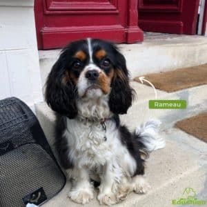 Éducateur canin île-de-france comportement du chien cours d'éducation en ville Alexis Bonnarang équipe Educhien avis clients