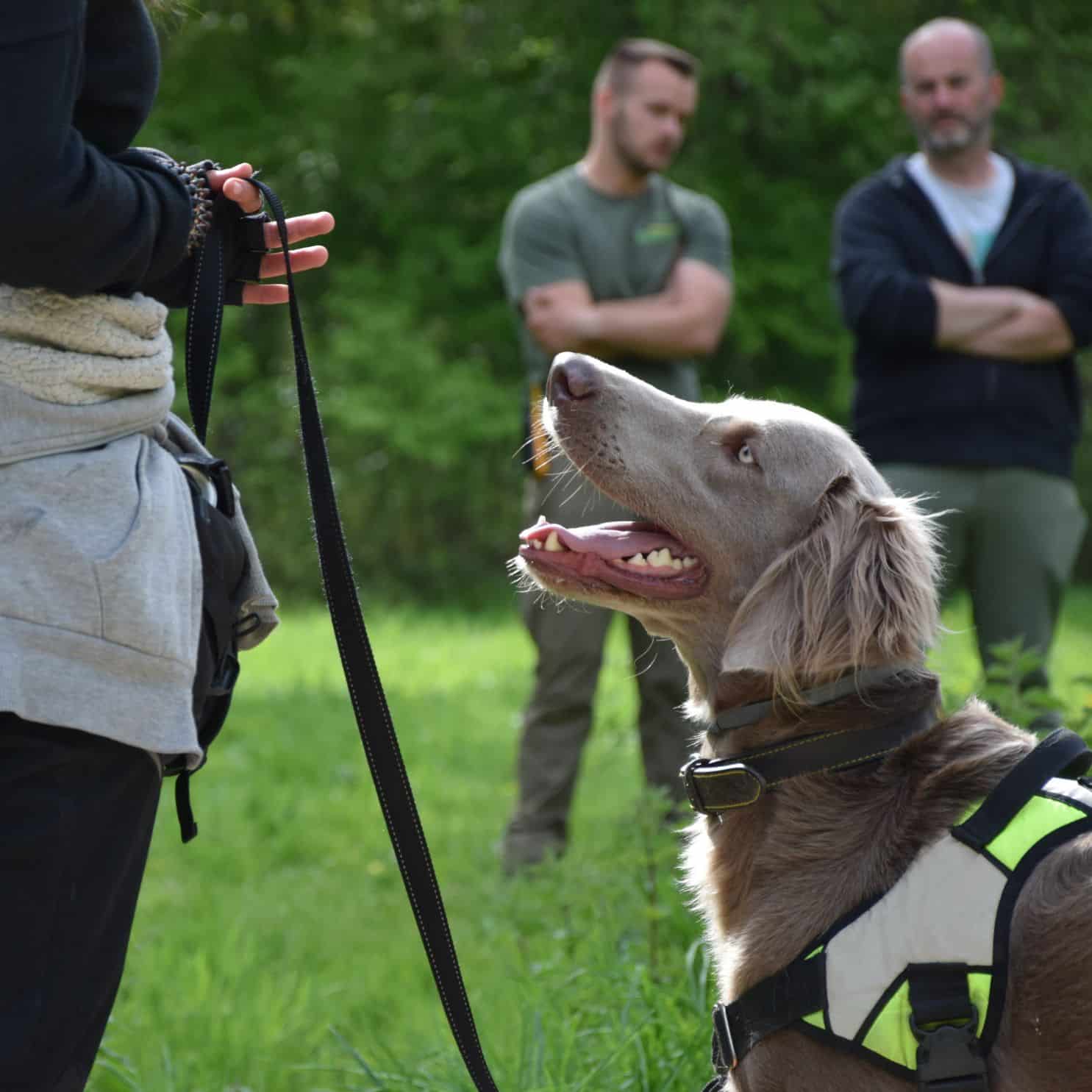 Devenez éducateur canin et obtenez votre diplôme. Formation professionnelle intensive dans les Yvelines (78) Formation intense et au niveau élevée avec de vrais clients et maitres de chiens educhien formation par Alexis Bonnarang éducateur canin comportementaliste