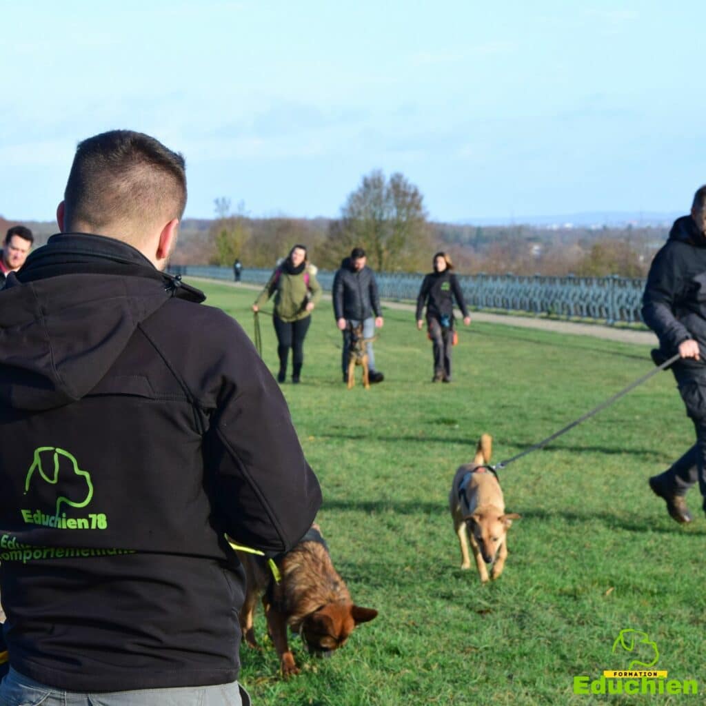 Stage d'éducation canine problématique agressivité congénères troubles du comportement canin Educhien formation Yvelines Saint-germain-en-laye 78 Alexis Bonnarang stage canin formation canine éducateur canin comportementaliste canin educhien78