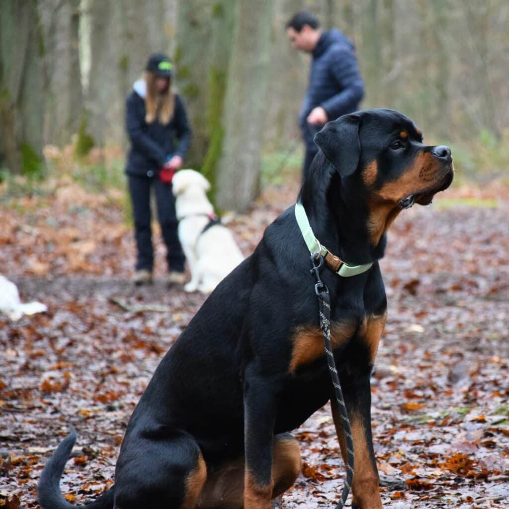 Chiens de 2ème catégorie, comme les American Staffordshire Terriers, les Rottweilers et les Tosas, sont concernés par cette réglementation. Formation d'une journée d'aptitude chiens catégorisés Yvelines 78