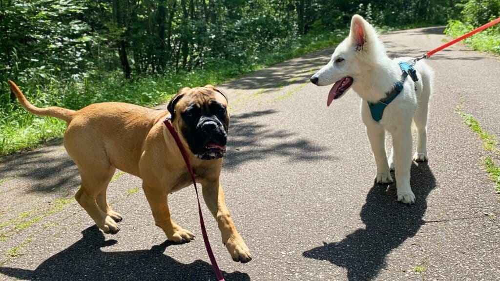 Éducateur canin comportementaliste guidant un chien lors d’un cours d’éducation canine en forêt. Rencontres entre chiens pour socialisation, EDUCHIEN, accompagnement individuel personnalisé.