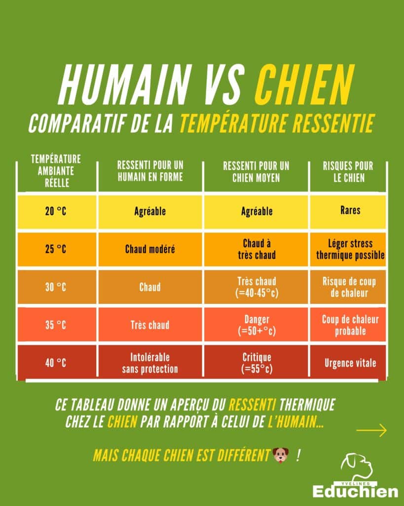 été chien températures ressenti thermique chien chaleur 