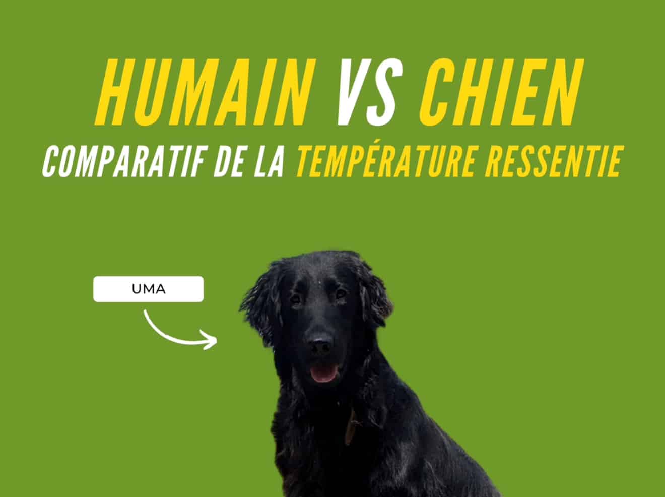 Protégez votre chien des dangers de la chaleur en été. Découvrez nos conseils essentiels pour éviter les coups de chaleur, en promenade comme en voiture, et garantir son bien-être même pendant les fortes températures.