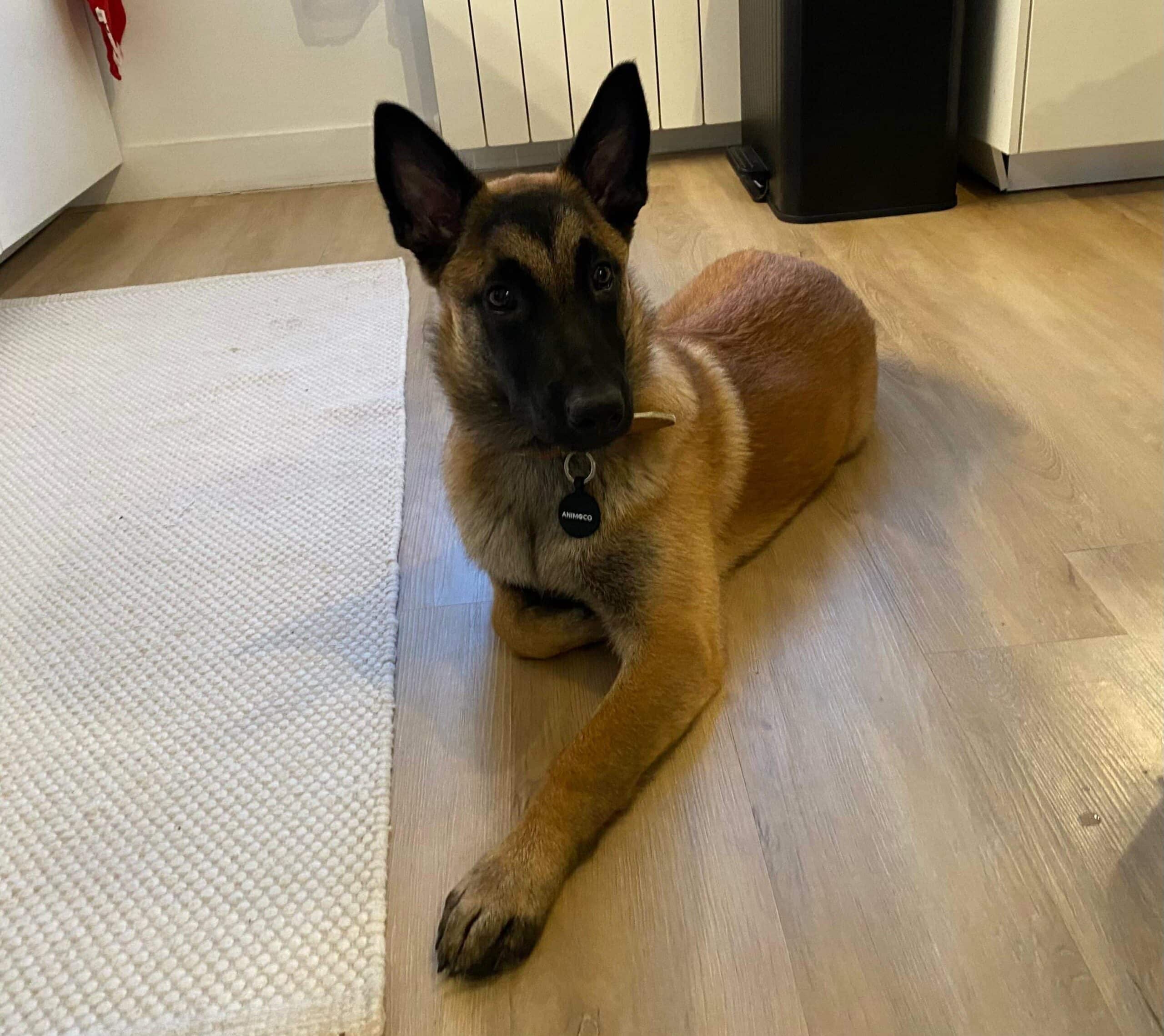 Chiot en apprentissage des règles d’espace avec son maître. exercice d’éducation canine à la maison encadré par EDUCHIEN