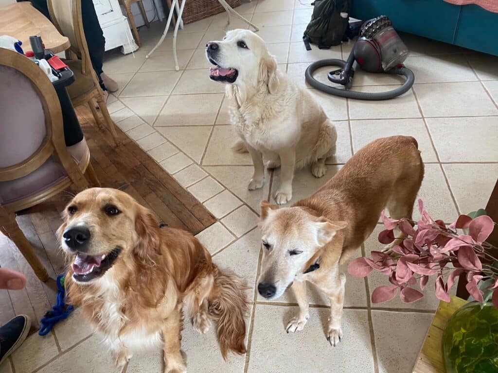 Chiot en apprentissage des règles d’espace avec son maître — exercice d’éducation canine à la maison encadré par EDUCHIEN