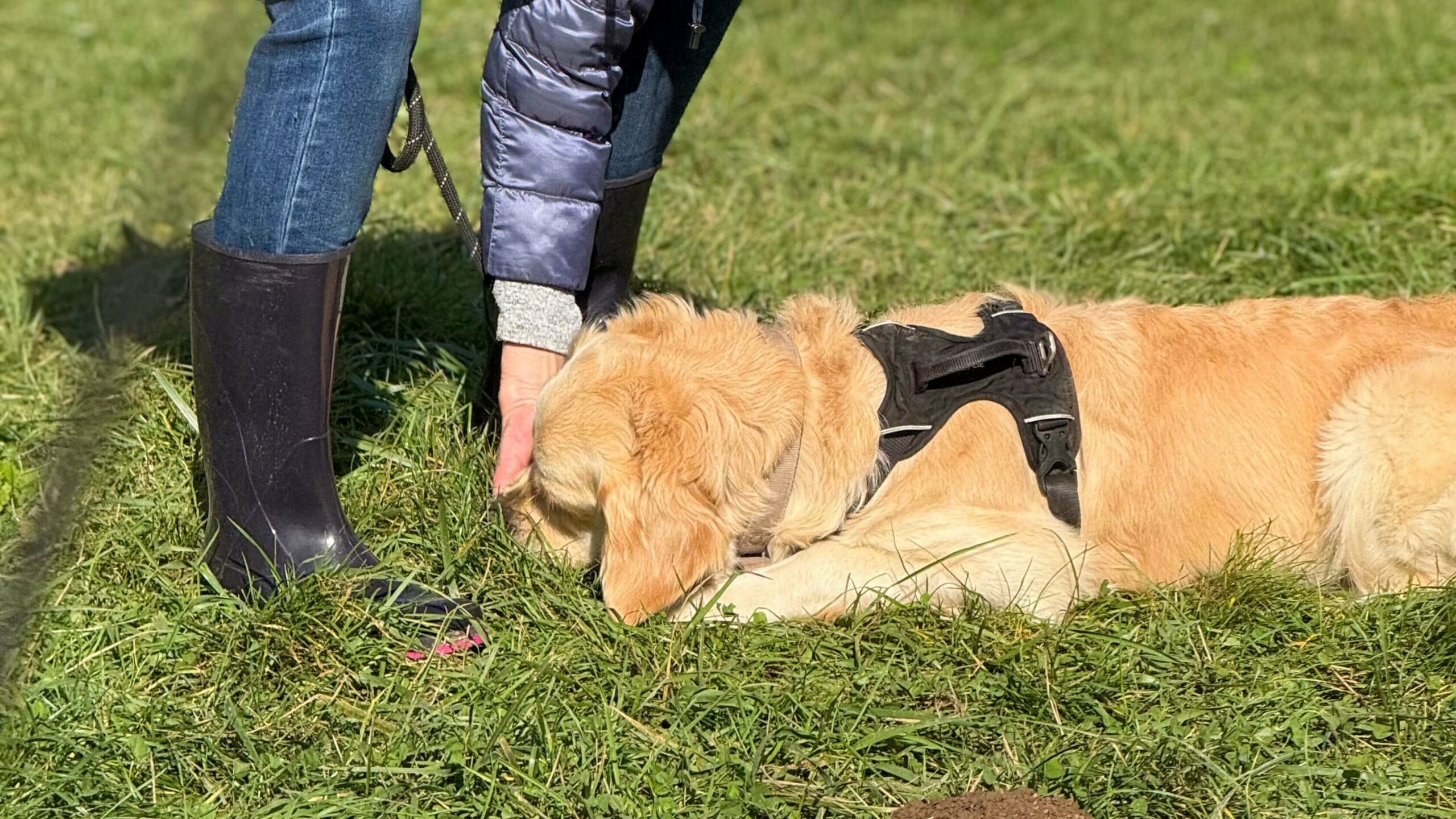 Chien en séance d’éducation canine avec son éducateur, illustration des jours sans où le chien semble distrait, conseils professionnels en comportement canin pour améliorer la motivation et renforcer la relation maître-chien.