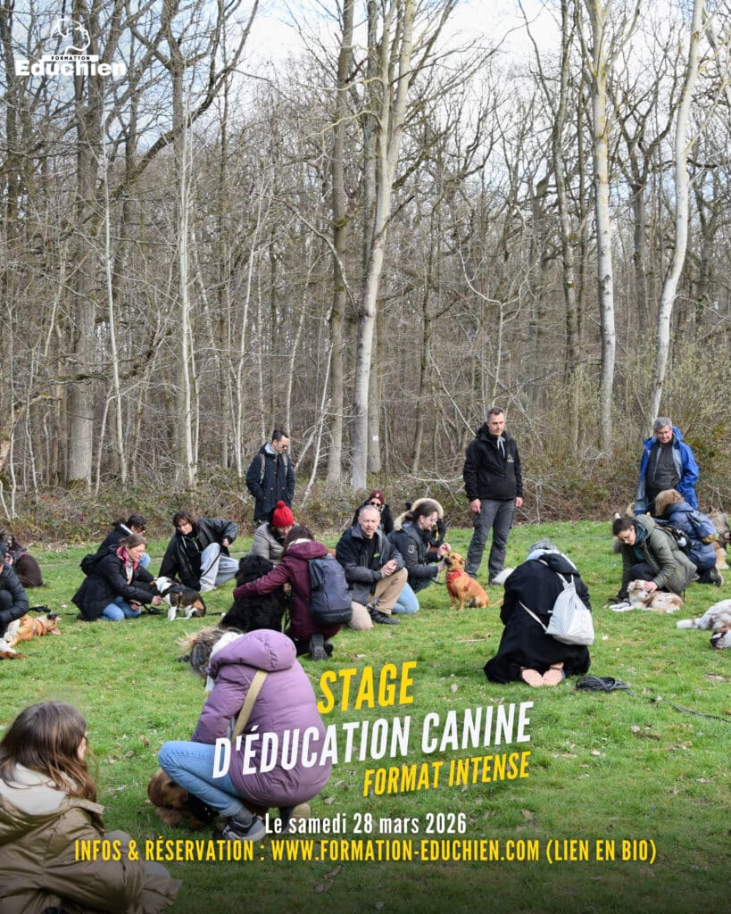 Découvrez nos stages et formations dédiés aux particuliers dans les Yvelines (78)
Nous proposons un ensemble de stages complets et accessibles pour accompagner les maĂźtres dans lâĂ©ducation, la comprĂ©hension et lâĂ©panouissement de leur chien.
Au programme :
Stages dâĂ©ducation canine â Format intense : apprendre ou consolider les fondamentaux, travailler les ordres de base, amĂ©liorer la gestion du quotidien et renforcer la relation maĂźtre-chien.
Stages dâAgility : sâinitier Ă une activitĂ© sportive et ludique, dĂ©velopper complicitĂ©, coordination et motivation dans un contexte encadrĂ© et sĂ©curisĂ©.
Stages de rééducation canine : comprendre et accompagner les comportements difficiles (rĂ©activitĂ©, agressivitĂ© congĂ©nĂšresâŠ), analyser les Ă©motions du chien et mettre en place un travail progressif.
Chaque stage vous permet de :
mieux comprendre le comportement de votre chien,
développer des routines éducatives efficaces,
pratiquer en conditions réelles,
partager un moment dâapprentissage et de plaisir avec votre compagnon.
Que vous souhaitiez progresser avec votre chiot, résoudre une difficulté ou découvrir une nouvelle activité, nos stages sont conçus pour vous accompagner pas à pas.