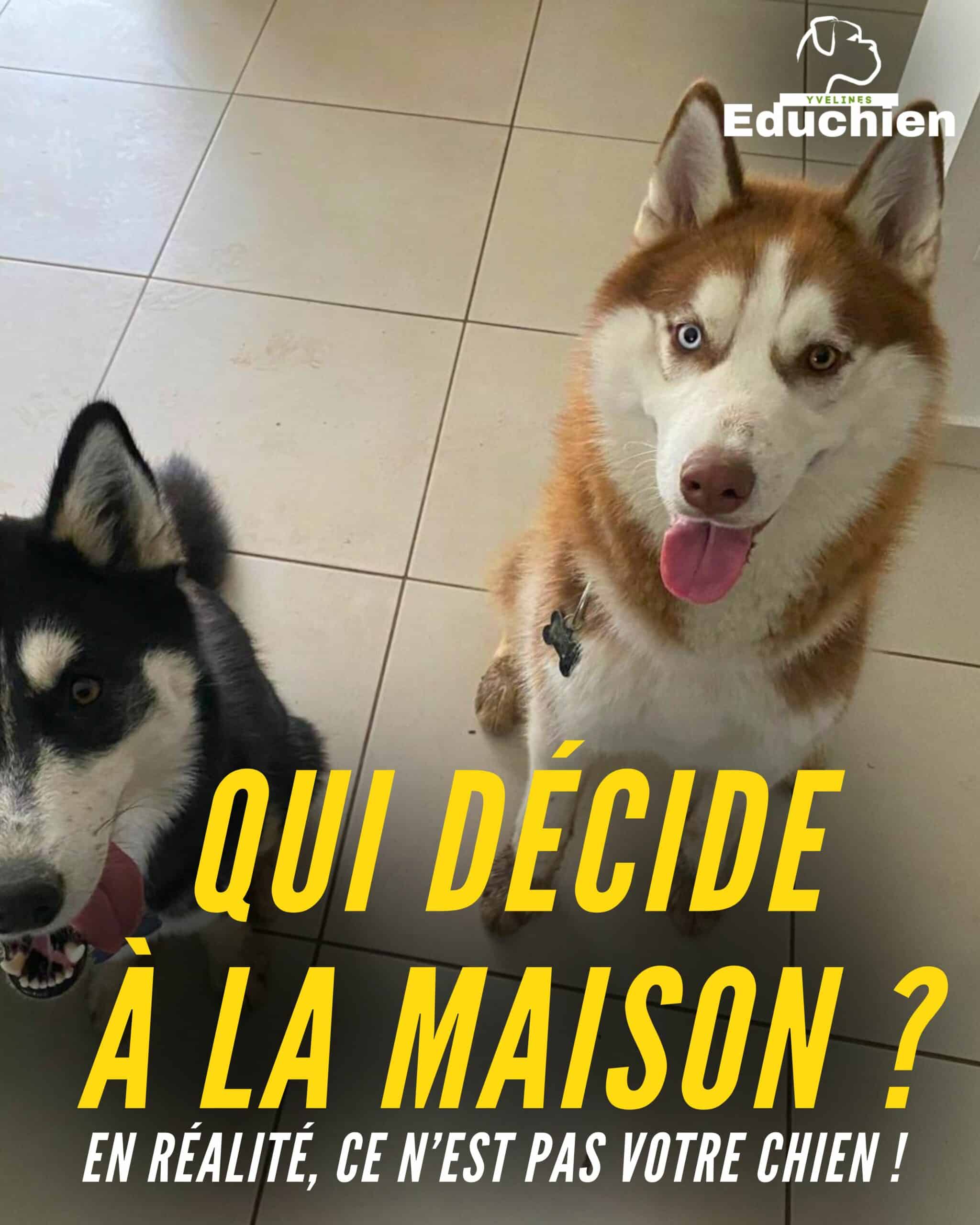 Chien en séance d’éducation avec son référent humain, illustrant la mise en place d’un cadre clair et cohérent favorisant son équilibre comportemental