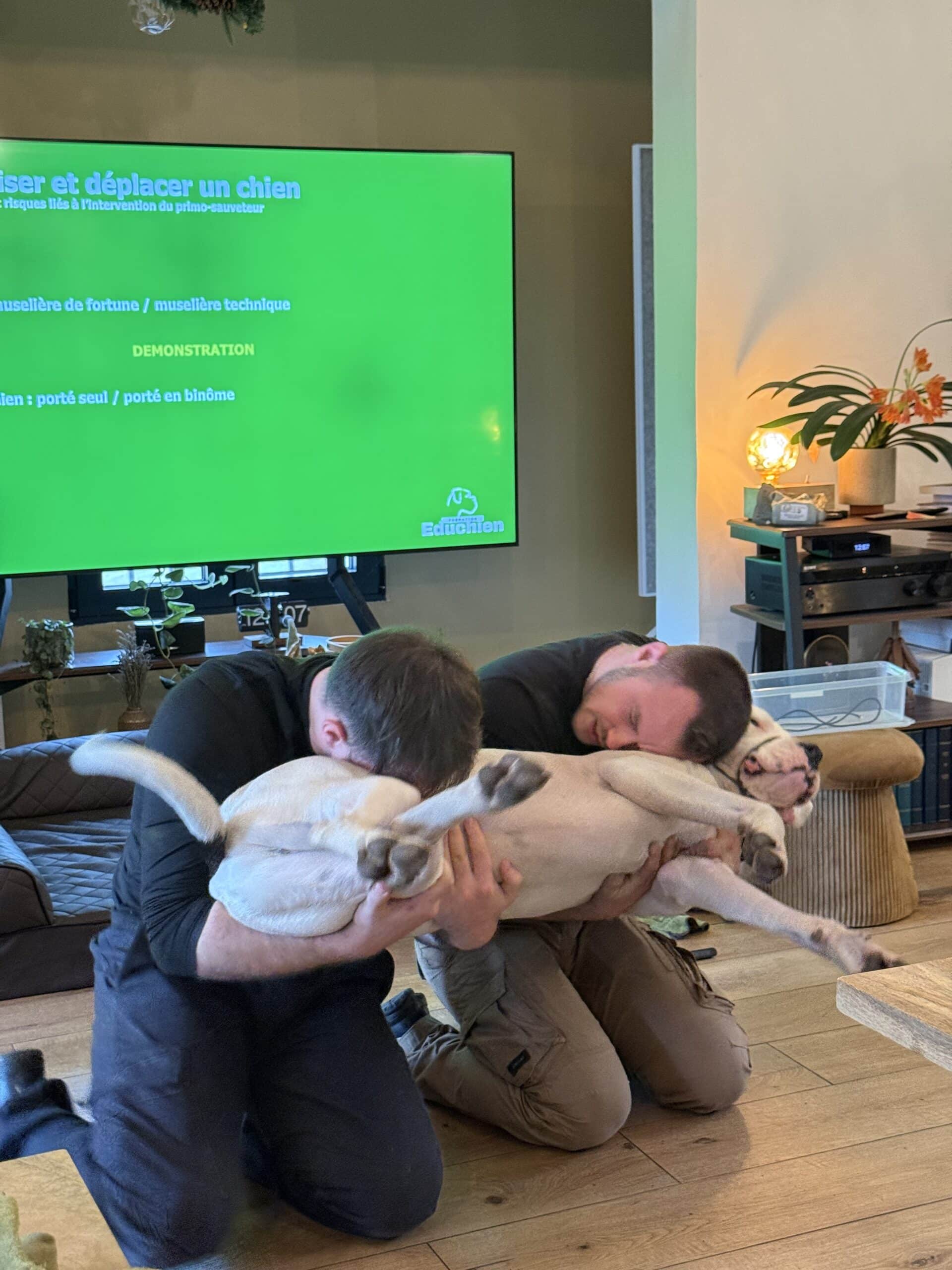 Formation interne aux premiers secours canins chez EDUCHIEN : exercice pratique de déplacement d'un chien.